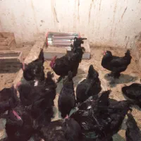 خروس مرندی بالغ|حیوانات مزرعه|ساری, |دیوار