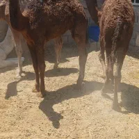 شتر