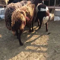 قیون همراه برده