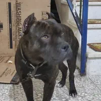 پیت بول اصیل