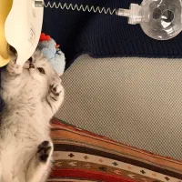 گربه سکاتیش بریتیش