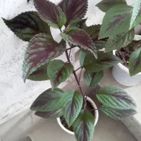 گل وگیاه طبیعی  آپارتمانی