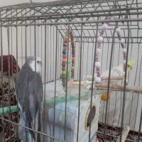 عروس هلندی