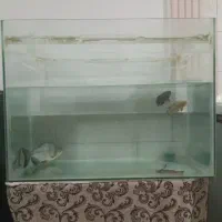 اکواریوم