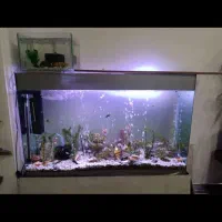 آکواریوم ۱۰۰/۴۰ در ارتفاع شصت|ماهی|رباط‌کریم, رباط‌کریم|دیوار