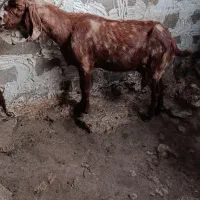بز پاکستانی