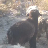 بره قوچی همچی تمام گوش دولا|حیوانات مزرعه|شیراز, فرهنگ شهر|دیوار