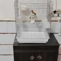جفت قناری ابلغ،باقفس