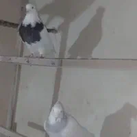 طوقی آبی،مشکی،سرخ،زرد،سرورکفترپرشی|پرنده|قم, هنرستان|دیوار