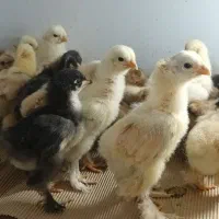 جوجه برهما...