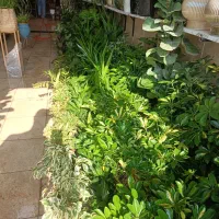 گل و گیاه ، گلدان ، تاج گل ، باکس گل درختچه