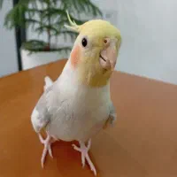 یک عدد عروس هلندی نر جون آماده جفت