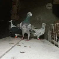 2 جفت کبوتر