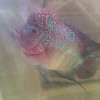 جفت فلاور رد دراگون  خارجی بیگ هد