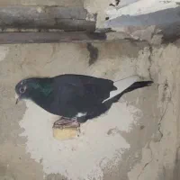 جفت گلی دم سفیدمادش زردبا ماده پلنگ حق|پرنده|رفسنجان, |دیوار