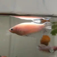 ماهی فایتر ماده ، فایتر نر|ماهی|مشهد, امیریه|دیوار