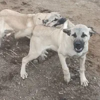 ماده سرابی به علت نبود جا