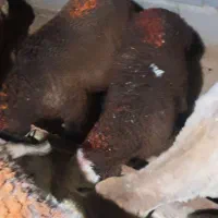 تعدادی بره ماده و نر به فروش میرسد
