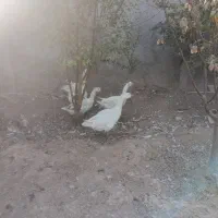 غاز|پرنده|سیرجان, |دیوار