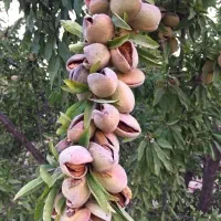 نهال بادام زودبازده و پربار|خدمات باغبانی و درختکاری|کوهدشت, |دیوار