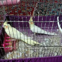 عروس هلندی