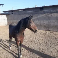 اسب.مادیون کرد