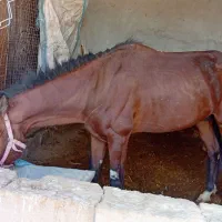 اسب|اسب و تجهیزات اسب‌سواری|رامشیر, |دیوار