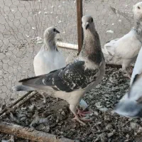 ۴۵ عدد هوایی|پرنده|مشهد, عیدگاه|دیوار