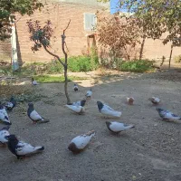 کبوتر سینه ای|پرنده|آذرشهر, |دیوار