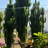 کاکتوس افوربیا ۶۰شاخه ارتفاع ۱۶۰به بالا|گل و گیاه طبیعی|تهران, پاسداران|دیوار