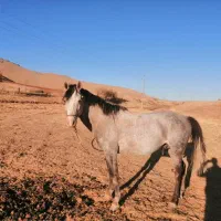 اسب نریان نژاد کورد|اسب و تجهیزات اسبسواری|سنندج, |دیوار