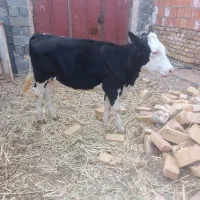 گوساله مونت سیمنتال اصل جنس