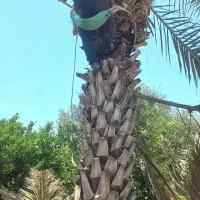 قطع و برش نخل رایگان|خدمات باغبانی و درختکاری|رامهرمز, |دیوار
