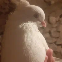 اراکی ونوک سیاه ممقان