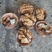 فروش عمده گردو خارجی|عمده‌فروشی|شیراز, شهرک فرهنگیان|دیوار