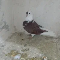 کبوتر شونی|پرنده|معمولان, |دیوار