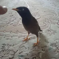 مرغ مینا سخنگو