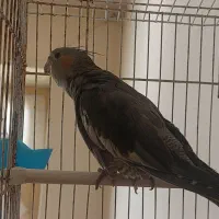 عروس هلندی