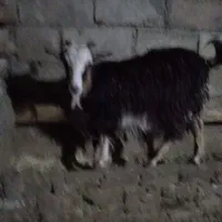 بزغاله سالم سرحال