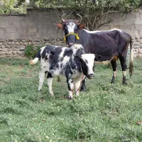 گاو و گوساله نر چالوس