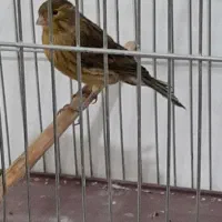 قناری نر و ماده اماده|پرنده|قدس, شهرقدس|دیوار