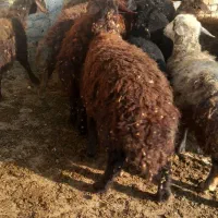 بره نره ماده|حیوانات مزرعه|نوشین شهر, |دیوار