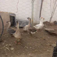 قوغاز|حیوانات مزرعه|کرج, فاز ۱ مهرشهر|دیوار