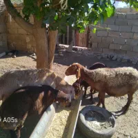 دو راس میش بره دار|حیوانات مزرعه|تربت جام, جامرود|دیوار