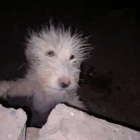 سگ بازی گوش