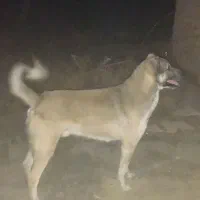 سگ سرابی با میکس سراب