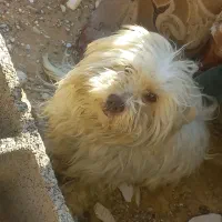 سگ سفید پشمالو دوست داشتنی