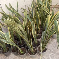 گل سانسوریا ابلق