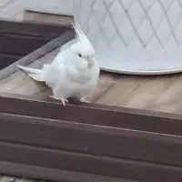 عروس هلندی آلبینو