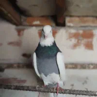 گو کلفه نر عتیقه